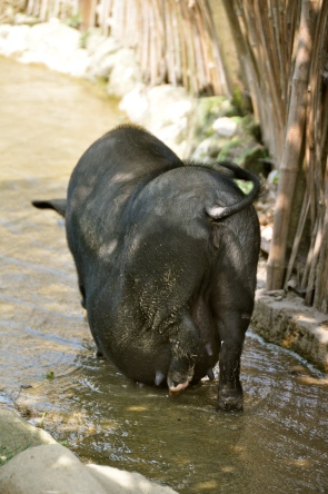 A very pregnant pig