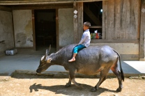 Boy riding a water buffalo