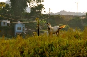 Horse near Bac Ha