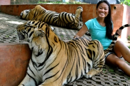 Ting petting a "medium" tiger