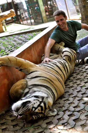 Eric rubbing the belly of a "medium" tiger