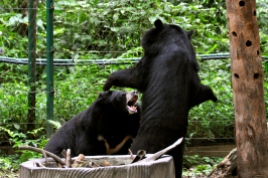 A fight at the bear rescue center