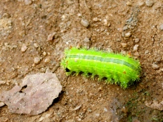 Poisonous caterpillar