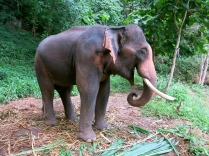 Ting's elephant - Boonyen